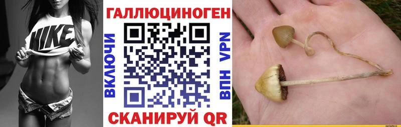 гидра сайт  Димитровград  Галлюциногенные грибы Psilocybe 
